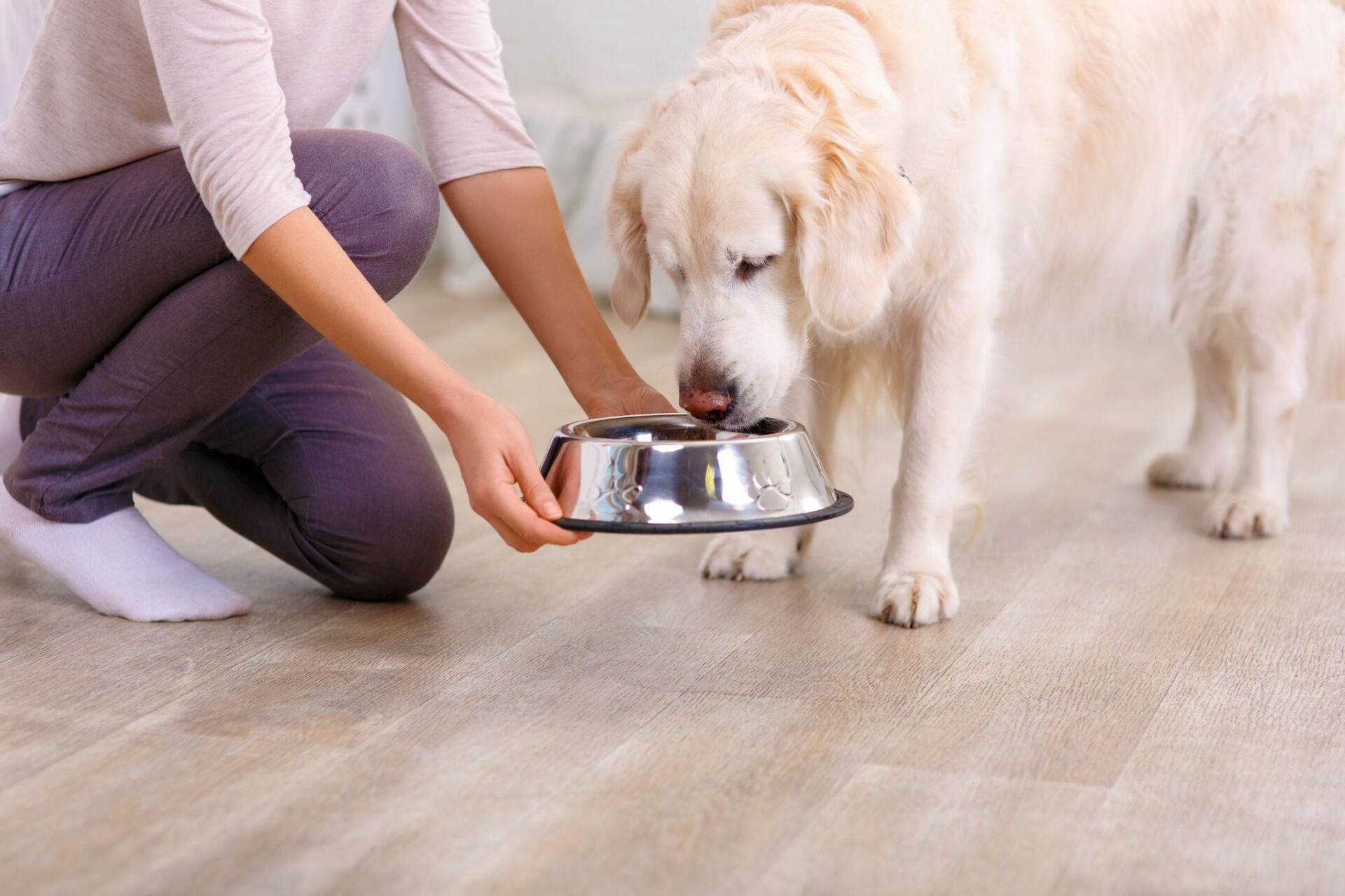 Weißer Hund bekommt von seinem Frauchen Futter im Napf