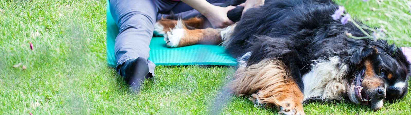 Ein Hund liegt auf dem Boden und wird von einer Physiotherapeutin am Hinterlauf behandelt.