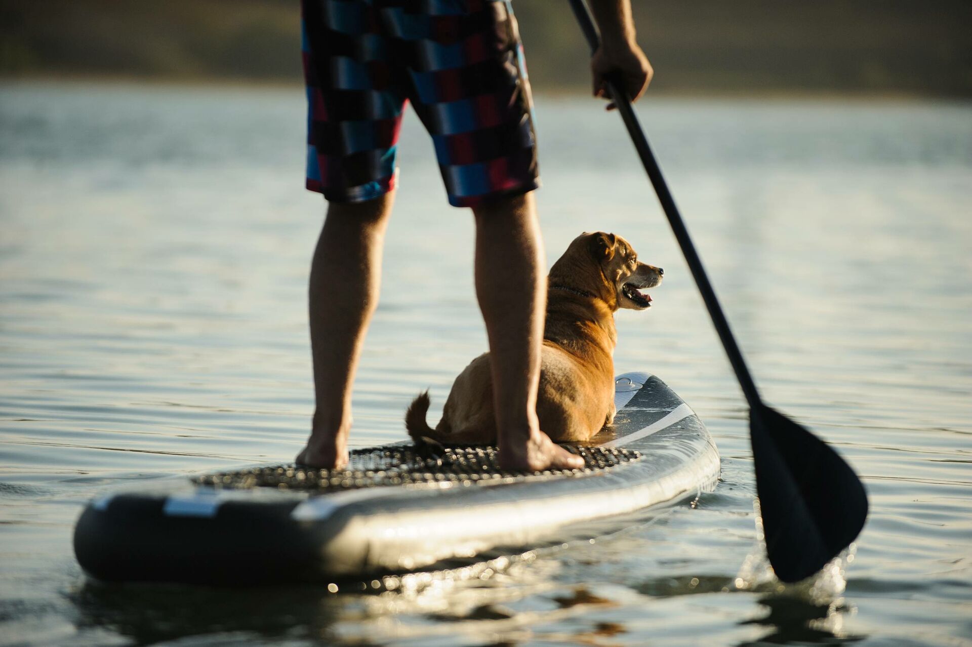Hund sitzt vor Mann auf Stand-up-Paddle-Board