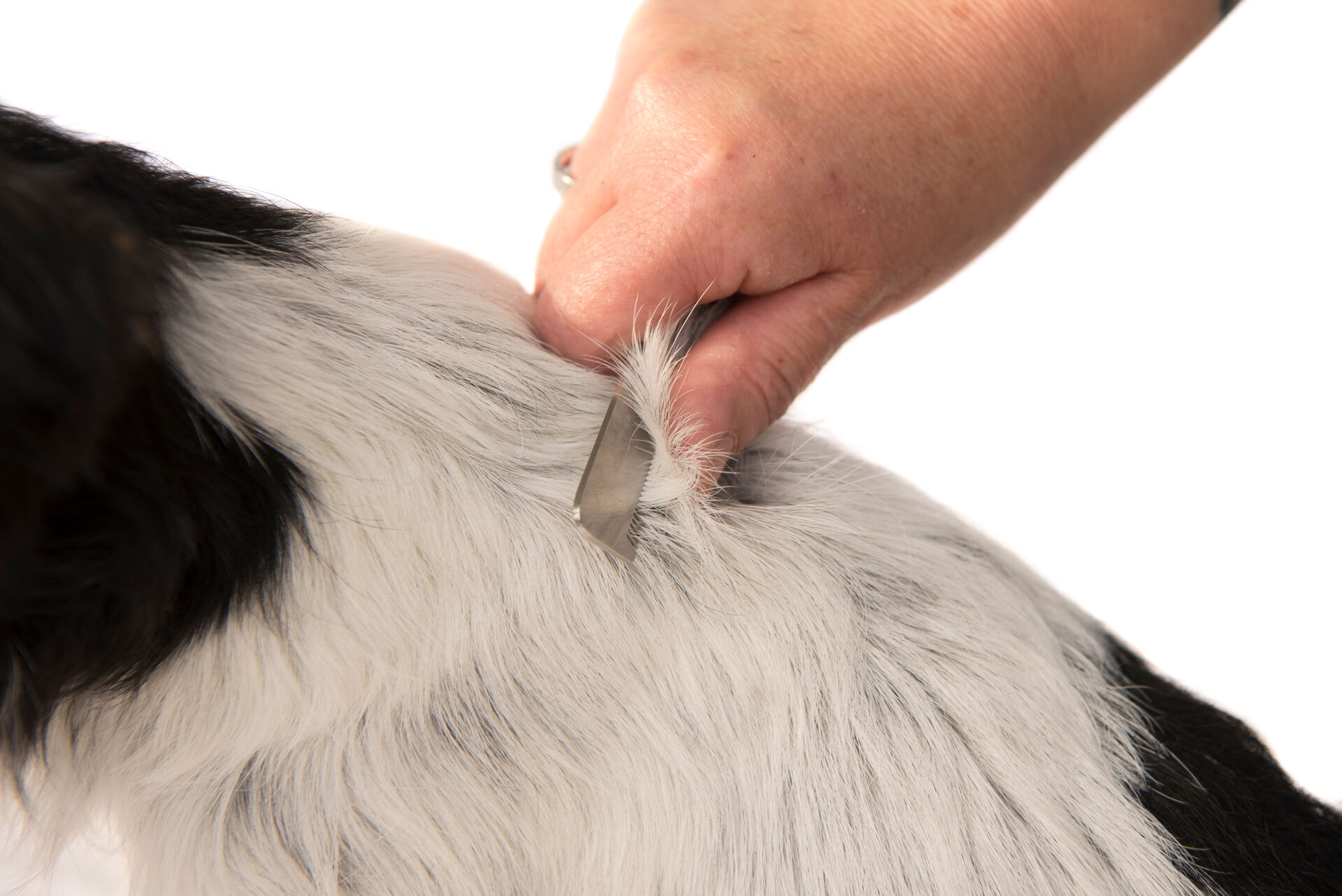  Eine Nahaufnahme bei der das Rückenfell eines Hundes getrimmt wird.