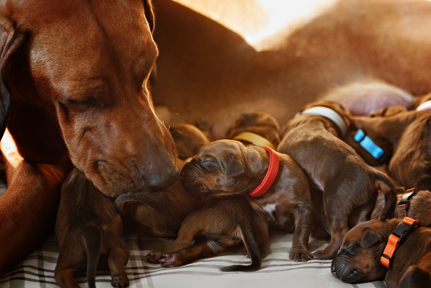 Einen Hund vom Züchter kaufen 