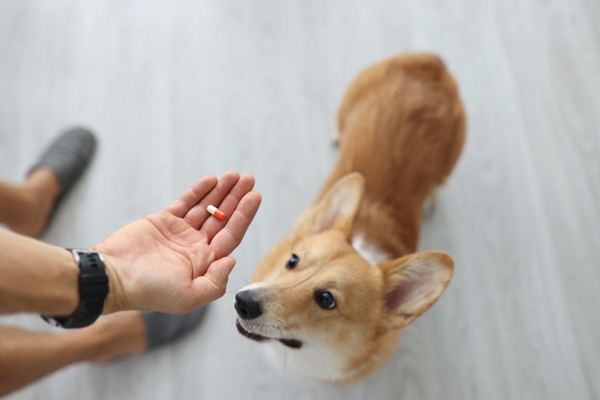 Ein Hund schaut zu einer Männerhand auf, die eine Tablette hält.