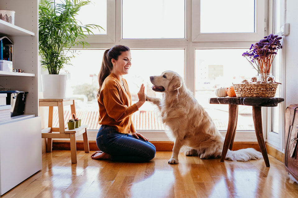 Hund gibt Frau das Pfötchen