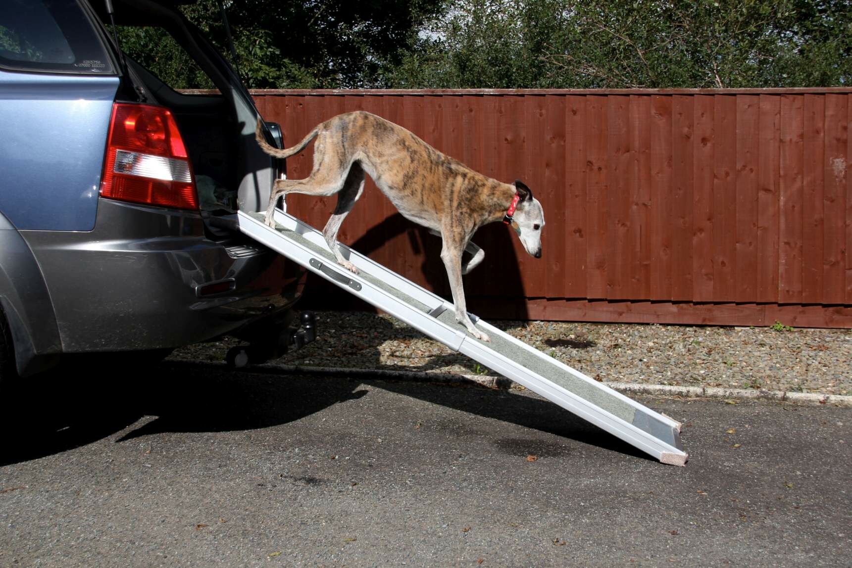 Ein Windhund verlässt den Kofferraum eines Autos über eine Rampe.
