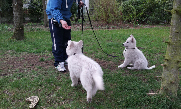 Weiße-Schäferhund-Welpen werden durch Übungen und Spiele sozialisiert.