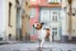 Ein Jack-Russell-Terrier läuft durch die Straßen einer Altstadt.