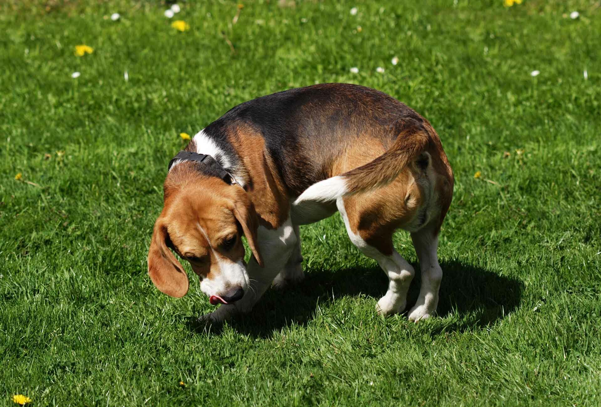 Hund dreht sich im Kreis