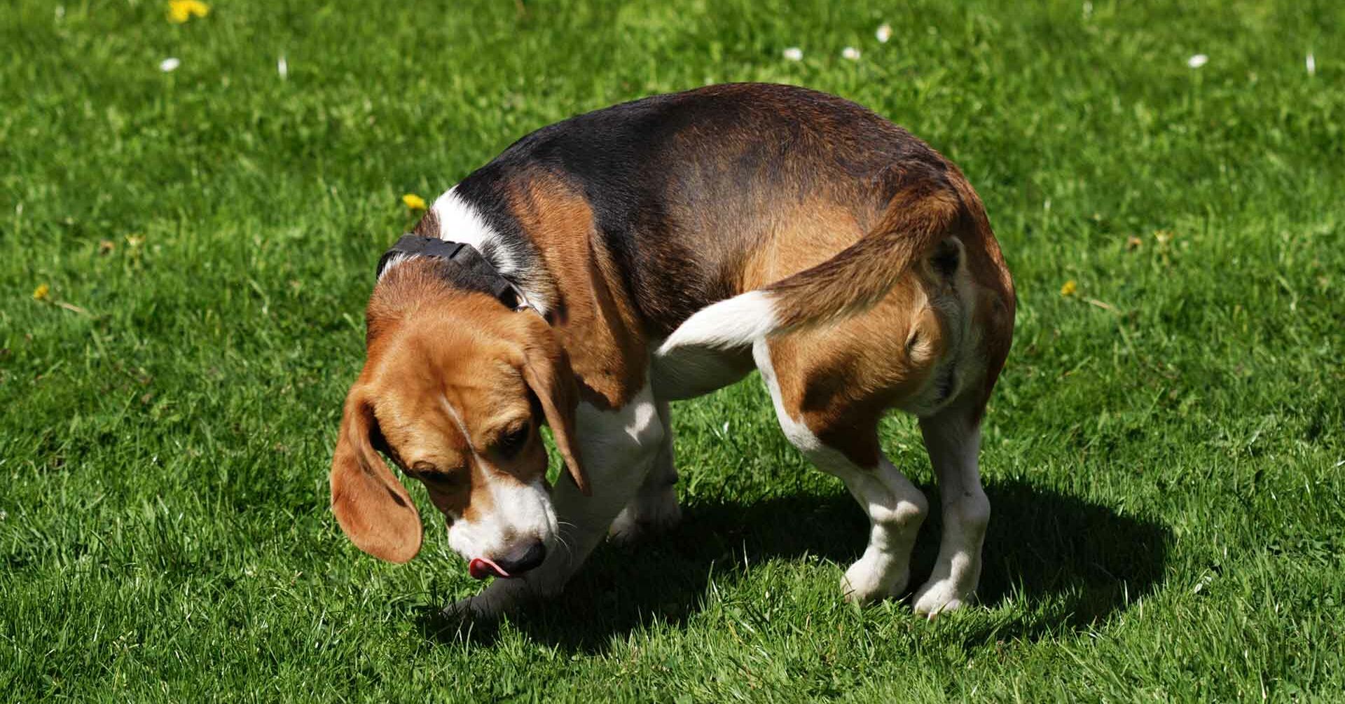 Warum Drehen Hunde Sich Im Kreis Bevor Sie Sich Hinlegen www.rinti.de