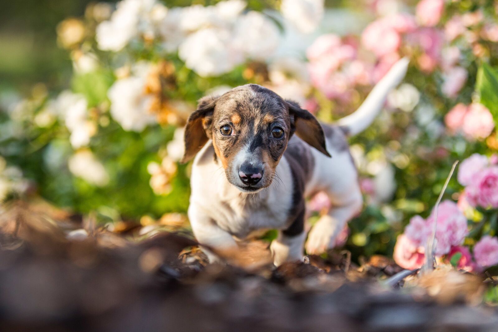 Ein Hund läuft durch ein Blumenbeet im Garten.