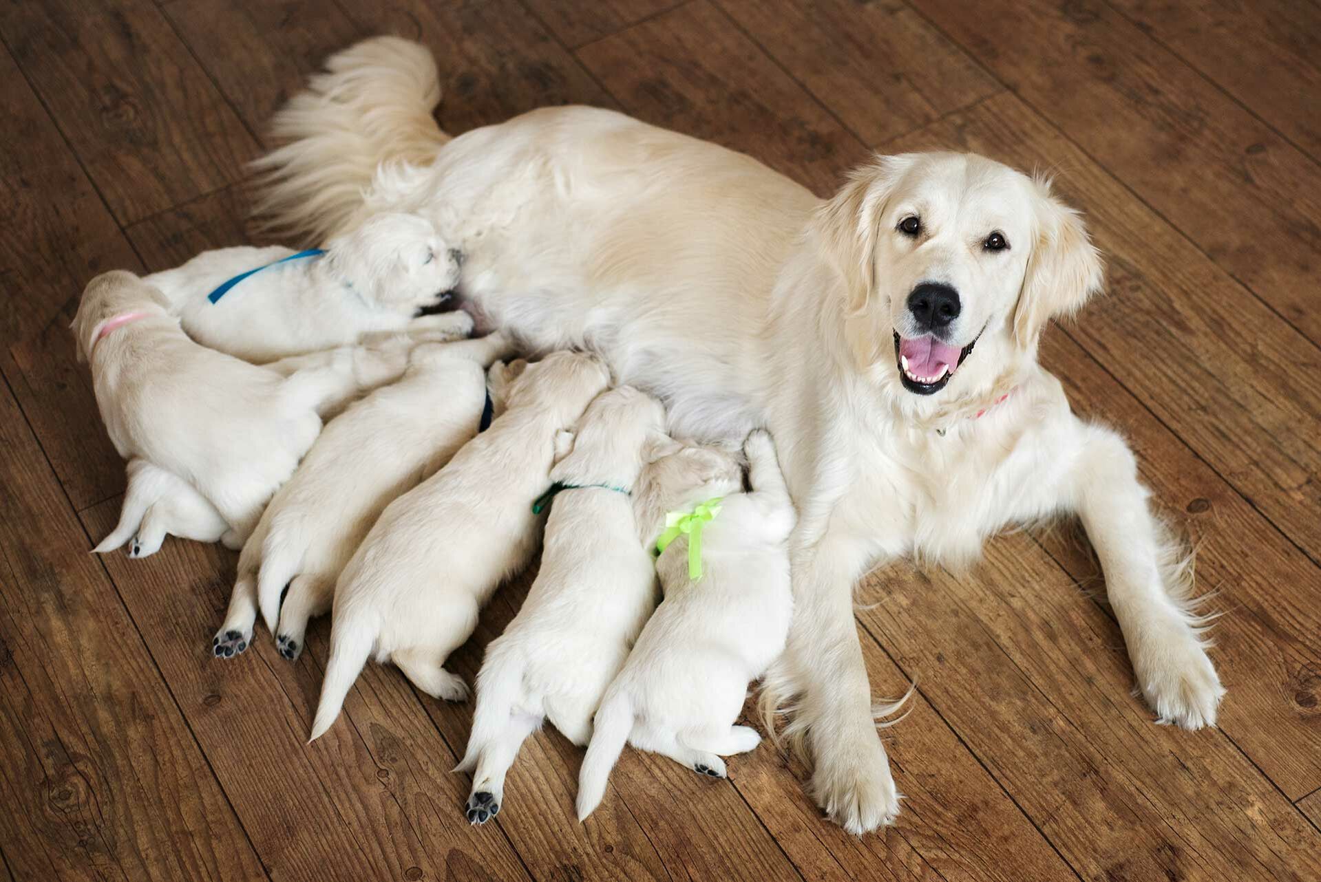 Eine Golden-Retriever-Hündin liegt auf einem Holzfußboden und säugt ihre sieben Welpen. 