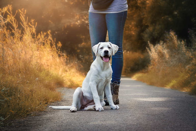 Ihr Hund ist in der Pubertät und frisst nicht? | RINTI