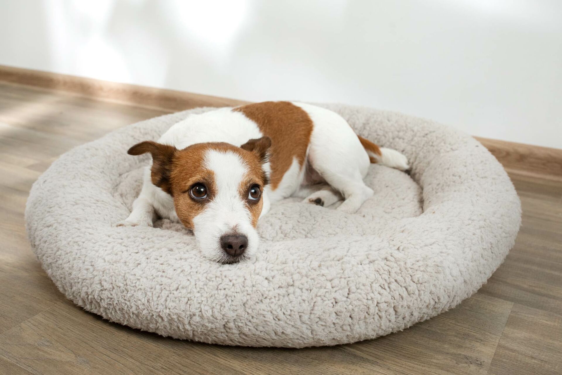 Ein Hund liegt mit offenen Augen in einem kuscheligen Hundebett.