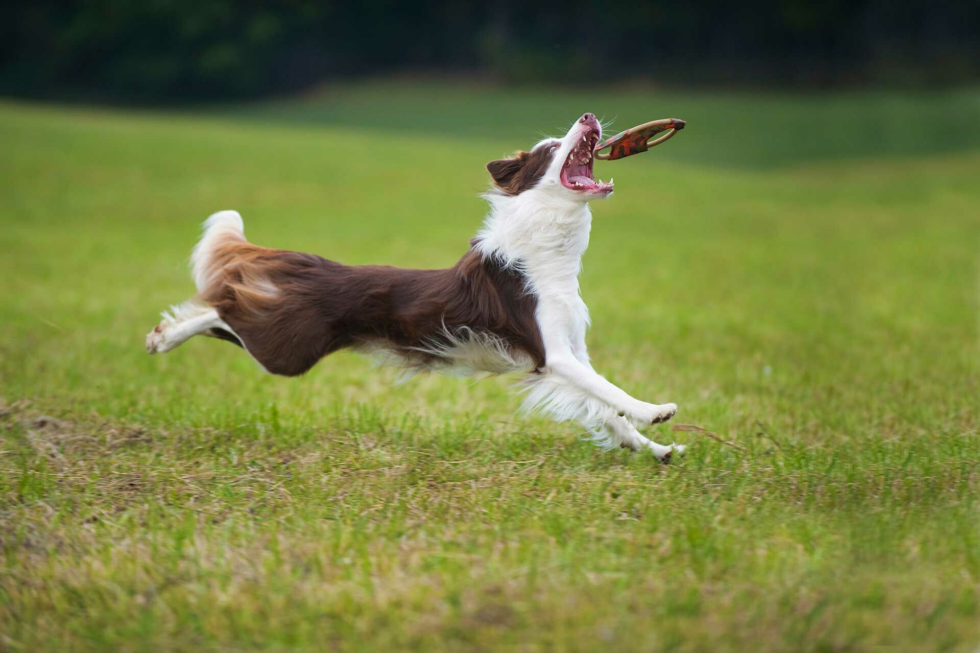 Ein Hund spielt mit seinem Wurfspielzeug.