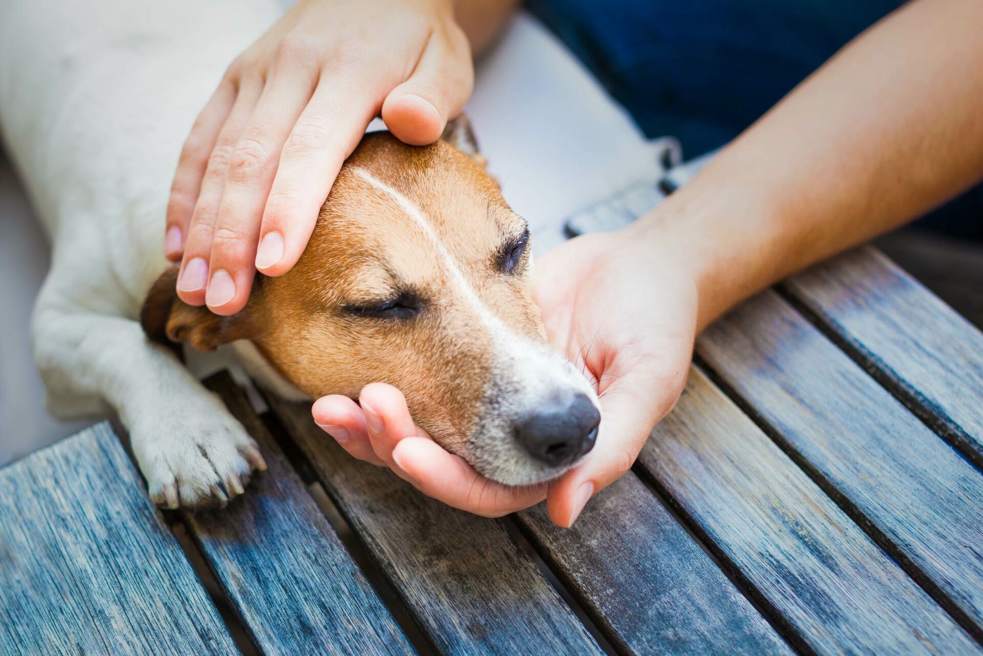 Nahaufnahme von einem Hundekopf die von zwei Händen gestreichelt werden.