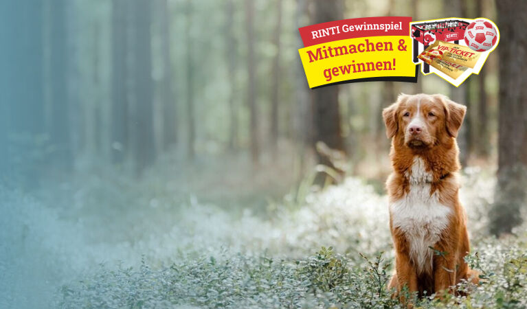 RINTI - Premium Hundefutter