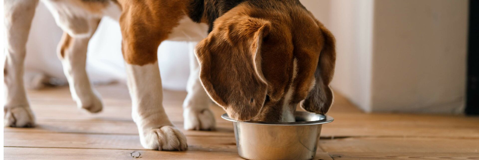 Beagle frisst aus einem Napf.