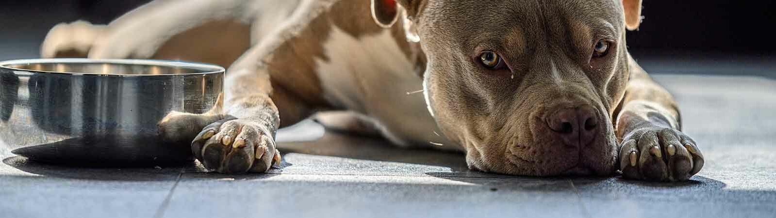 Ein Hund liegt auf dem Boden und schiebt seinen Napf mit der Pfote weg.