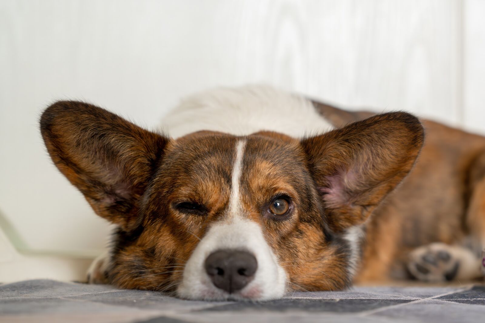 Ein Hund ruht sich aus und hat dabei ein Auge geöffnet und eines geschlossen.