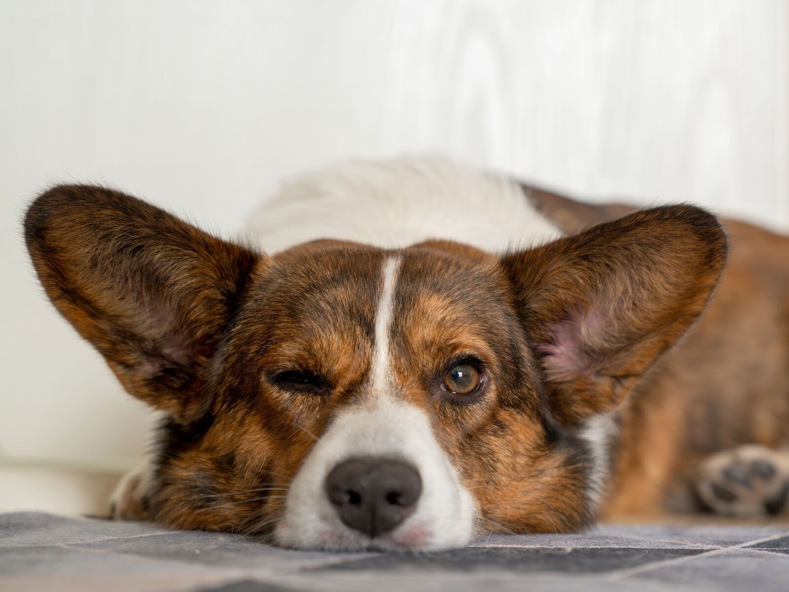 Ihr Hund schläft mit offenen Augen? 