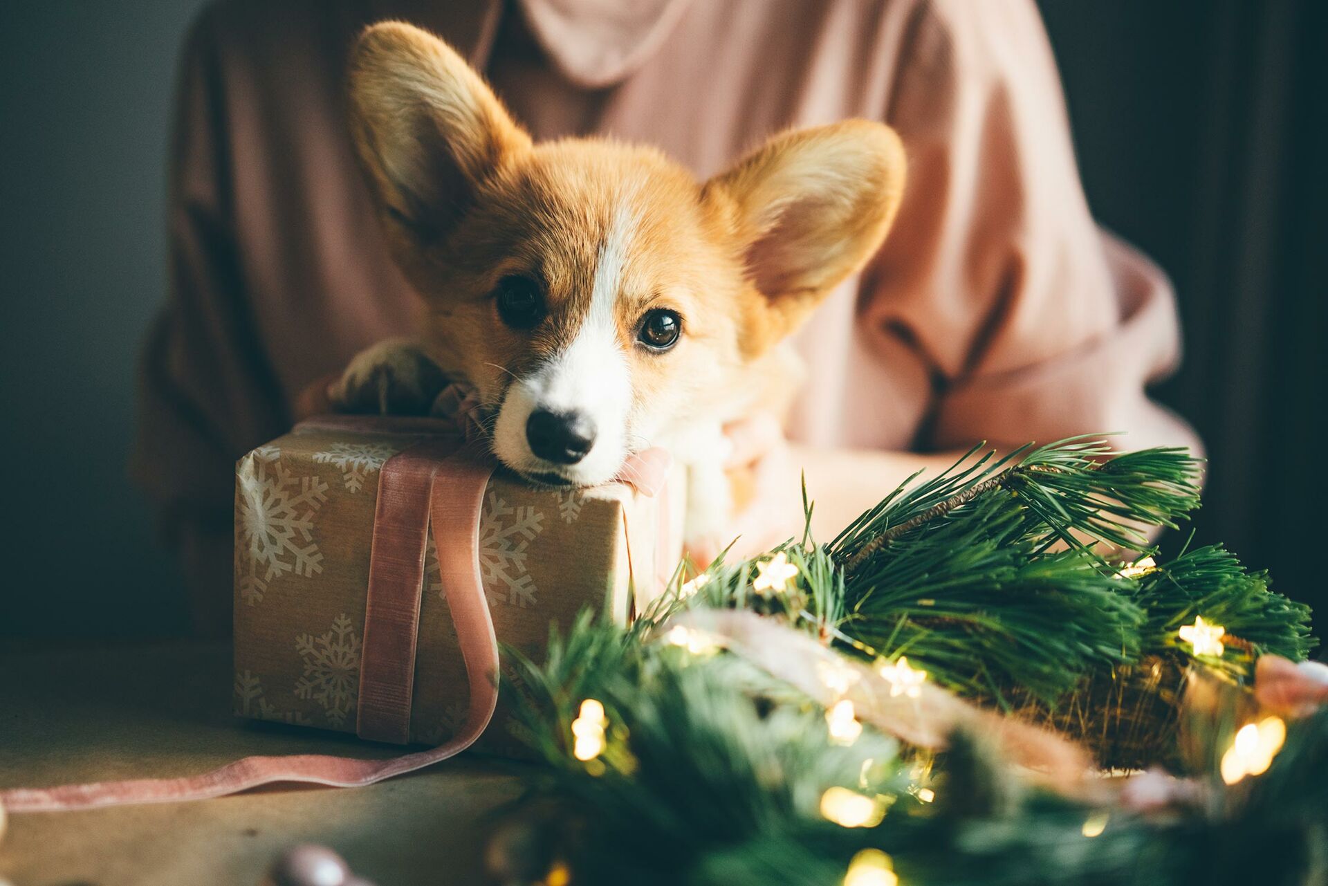 Hund legt den Kopf auf einem Geschenk ab.