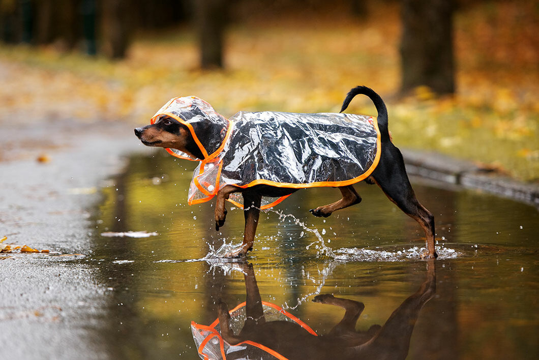Hund mit Regenmantel in Pfütze