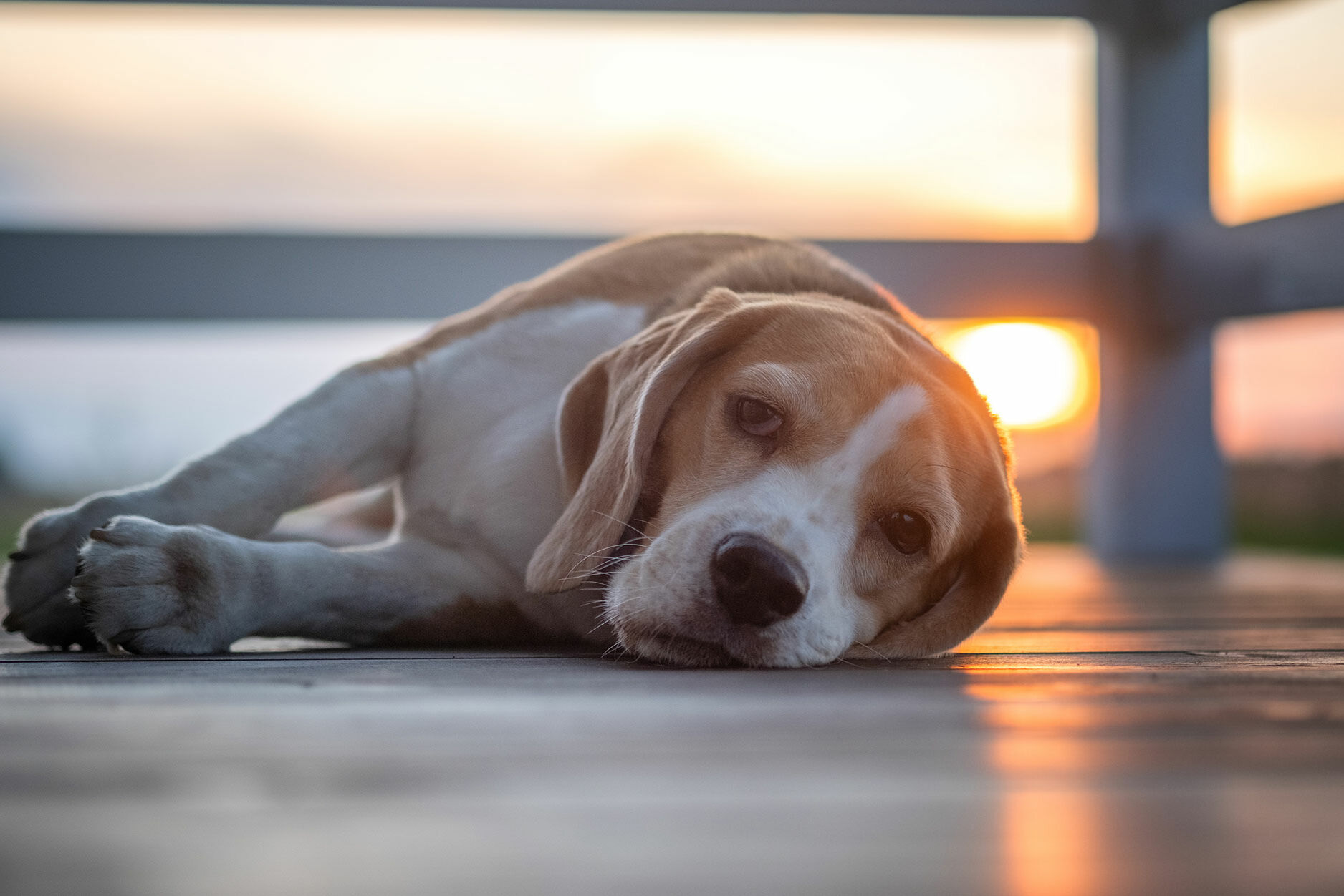 Hund liegt kränklich auf einem Steg bei Sonnenuntergang.