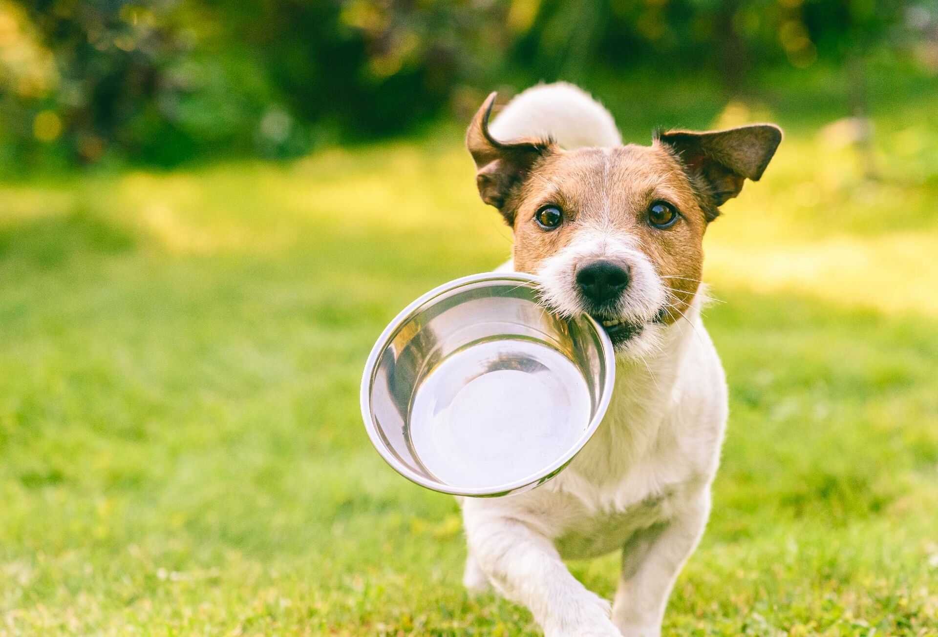 Terrier läuft über eine Wiese und hat seinen Fressnapf im Maul.