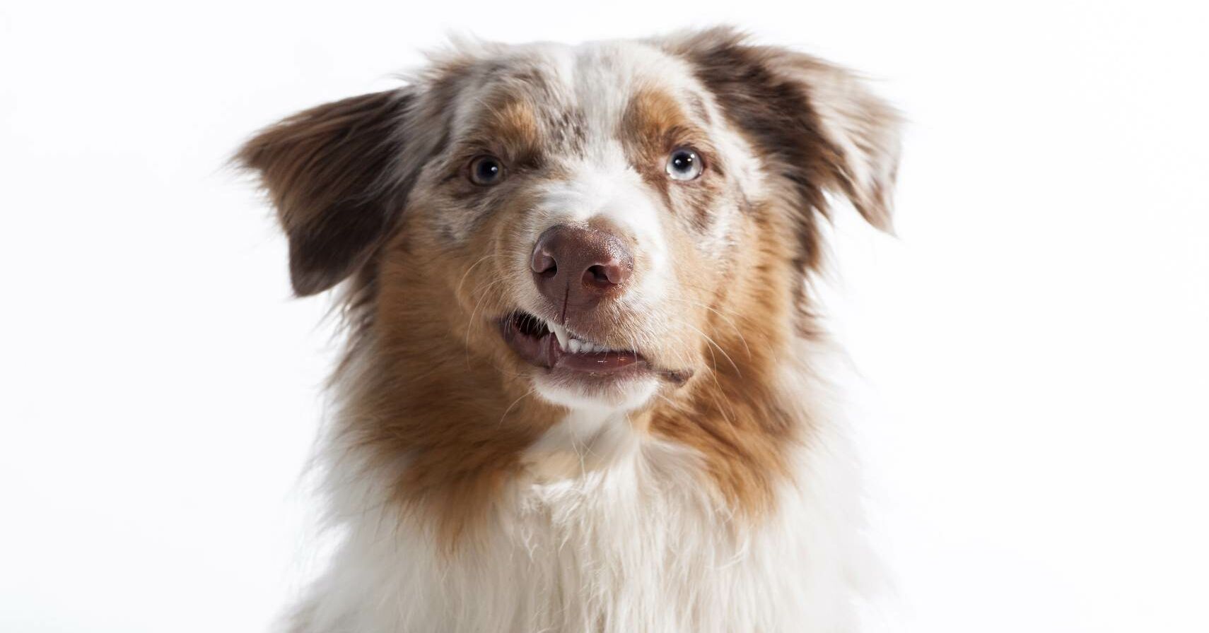 Der Hund knurrt Besucher an was Sie tun können l Rinti