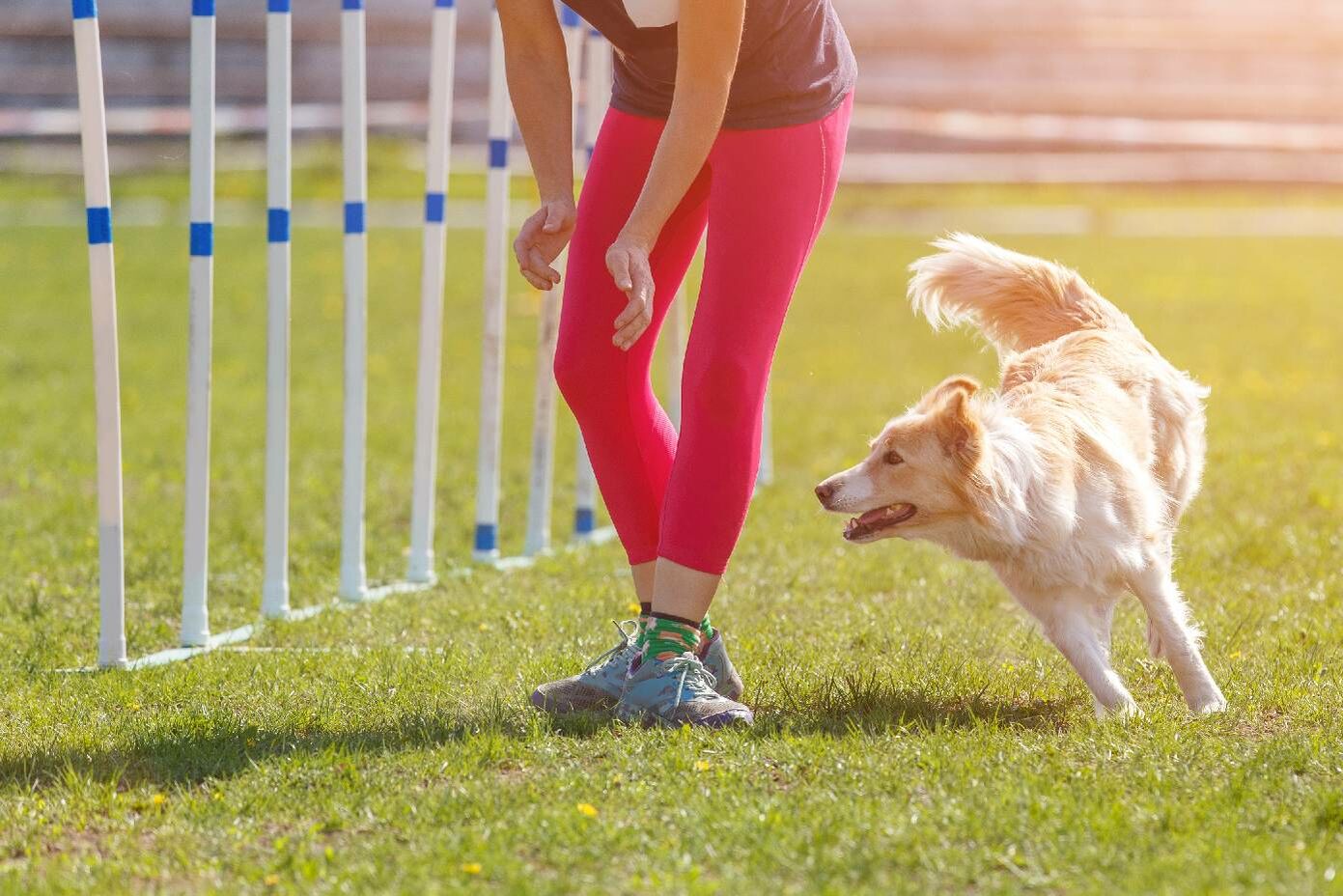 Hund beim Agility.