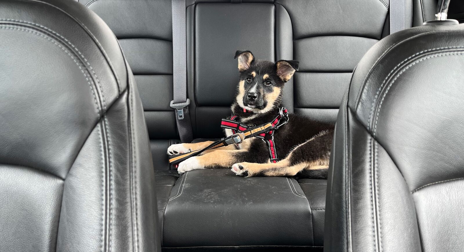 Ein Welpe liegt am Geschirr angeschnallt auf dem Rücksitz eines Autos.