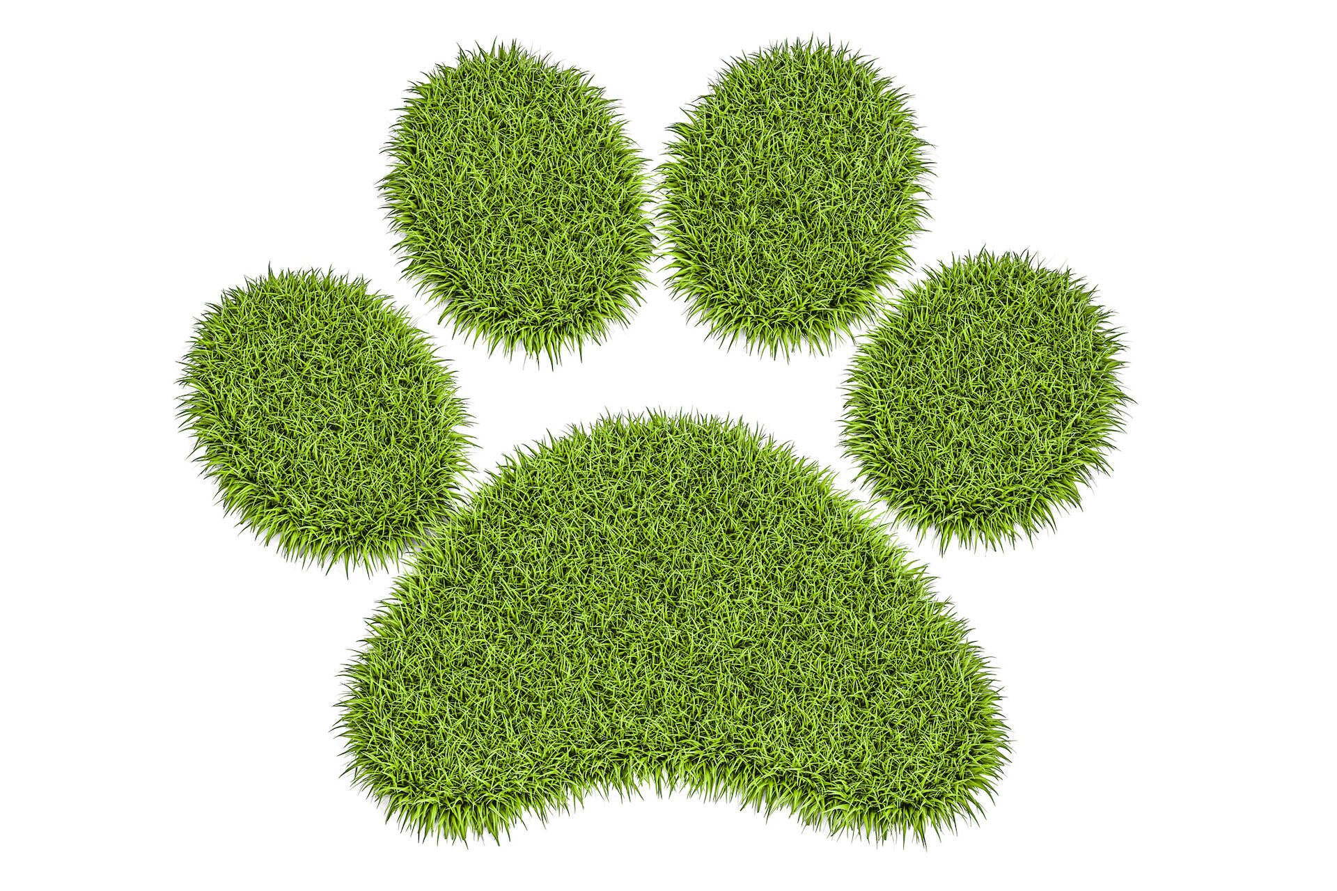 Pfotenabdruck eines Hundes aus frischem Gras