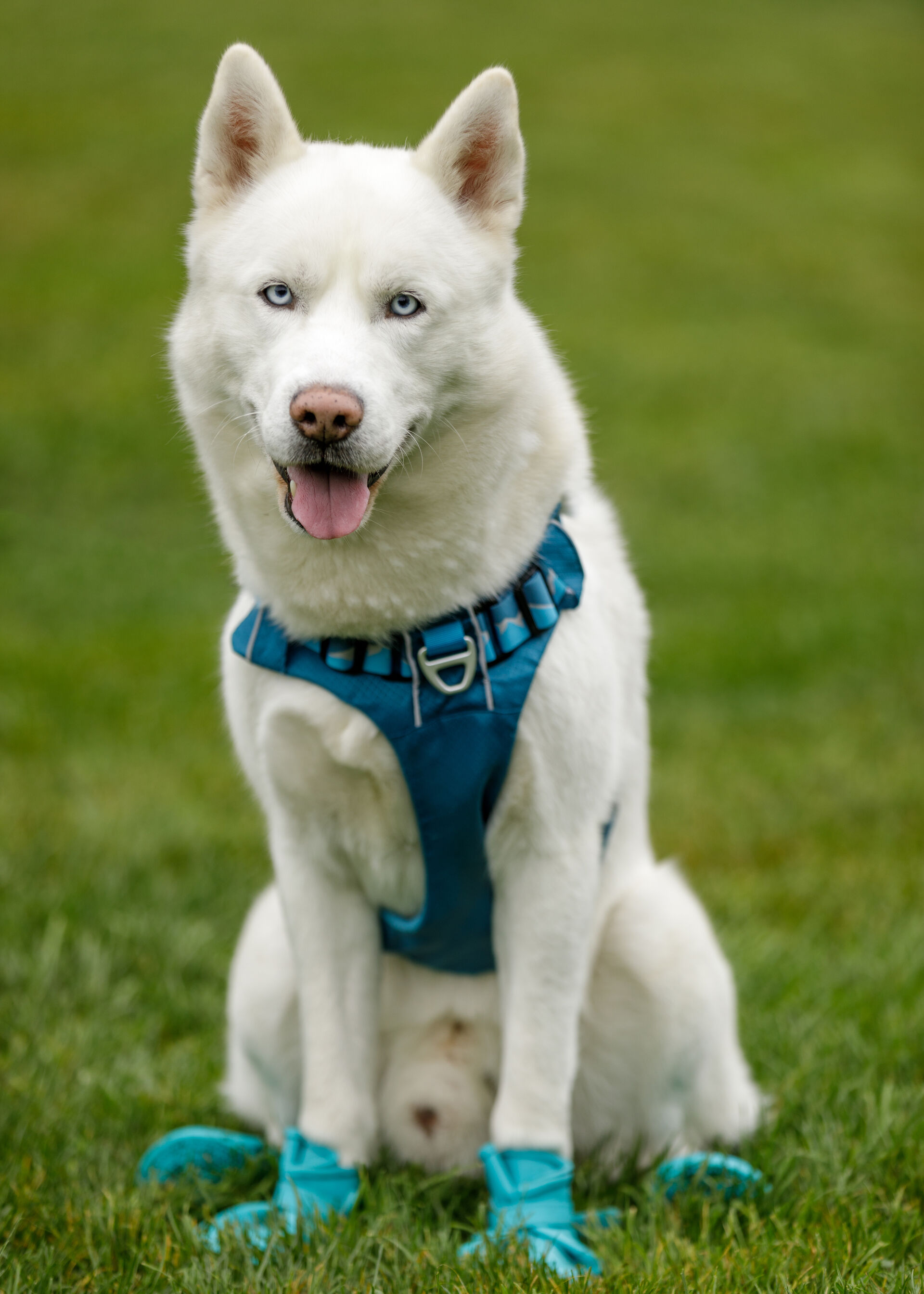 Husky mit Geschirr auf Wiese