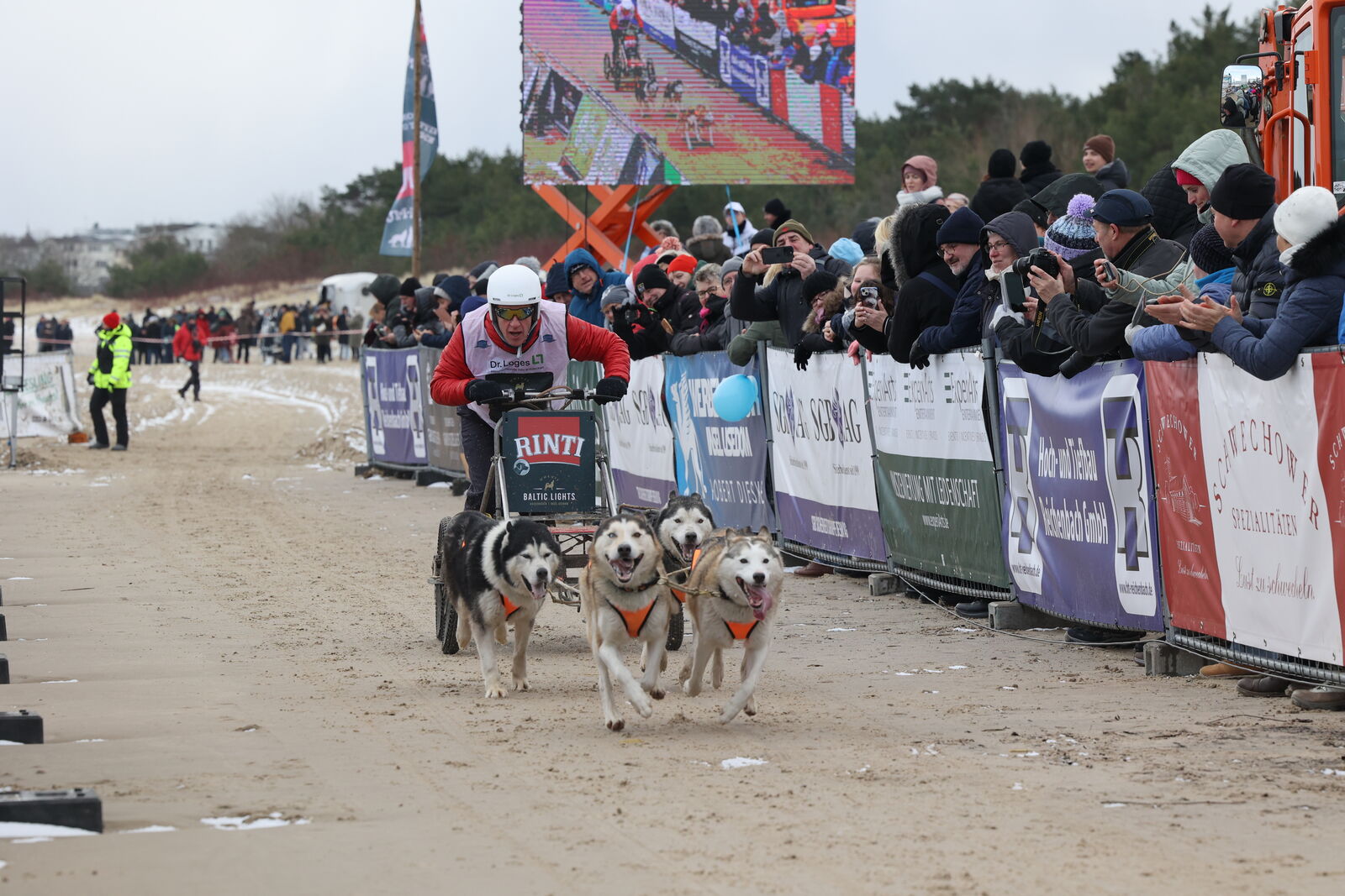 Huskys beim Schlittenhunderennen Baltic Lights