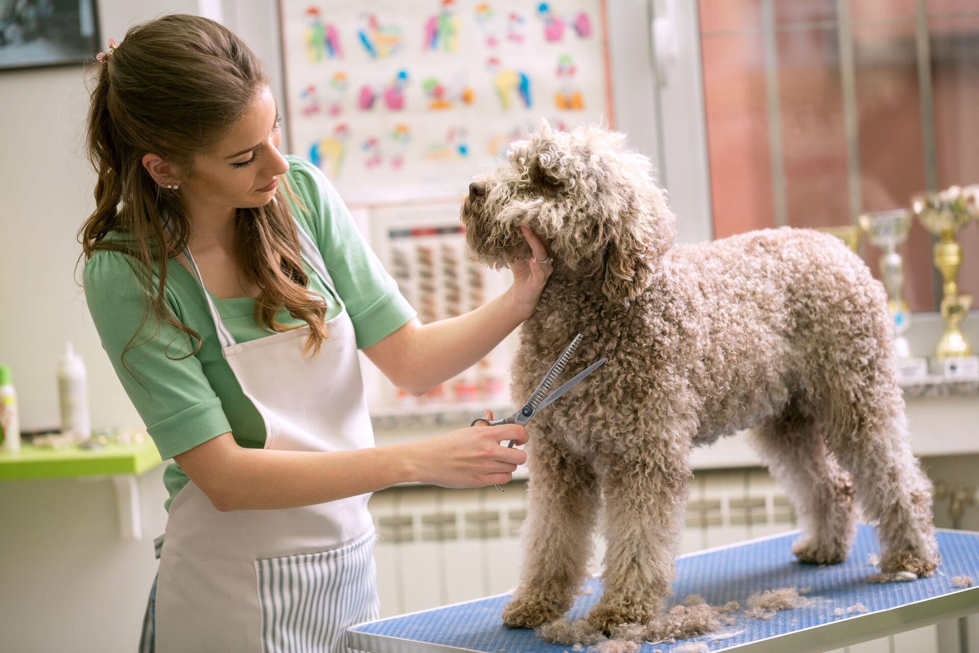 Eine Hundefriseurin schneidet einem Goldendoodle die Brusthaare.