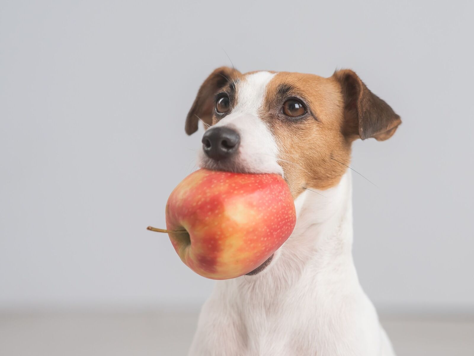 Die wichtigsten Vitamine für Hunde