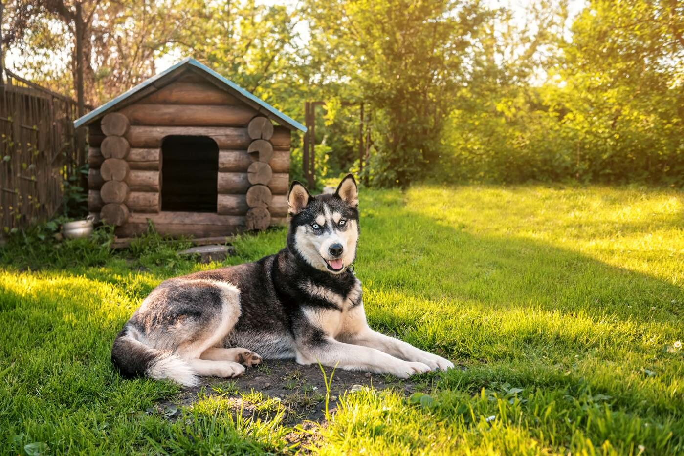 Ausgewachsener Husky liegt vor einer Hundehütte auf einer grünen Wiese.