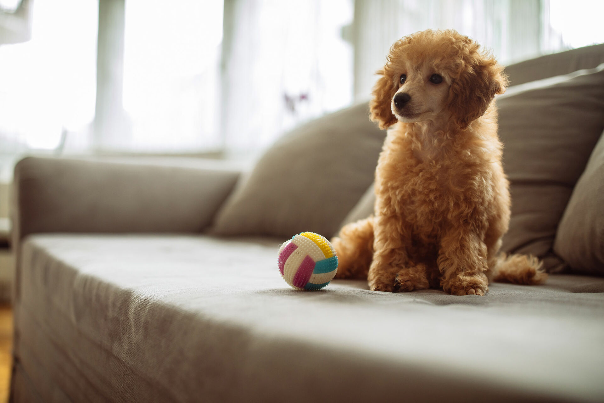 Hund sitzt mit Spielzeug neben sich auf einem hellen Sofa.