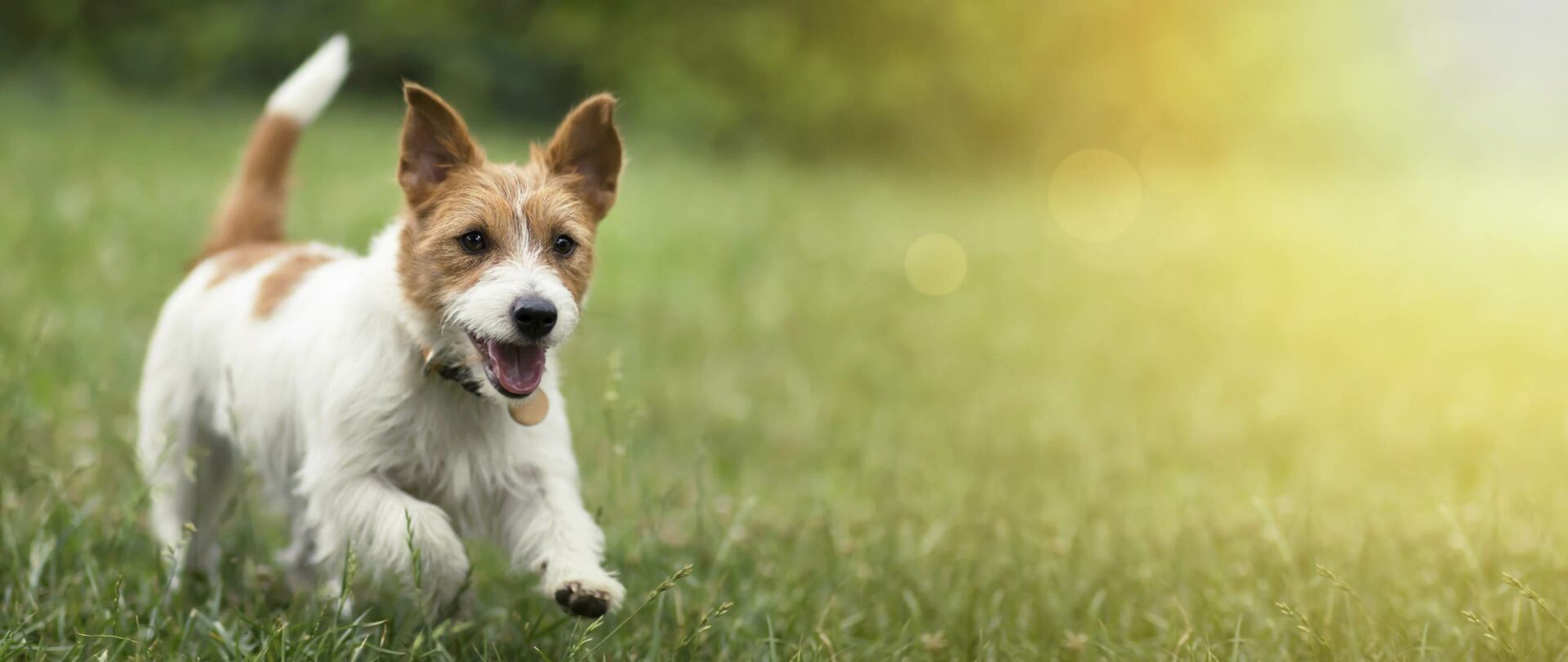 Kleine Hunde brauchen Erziehung