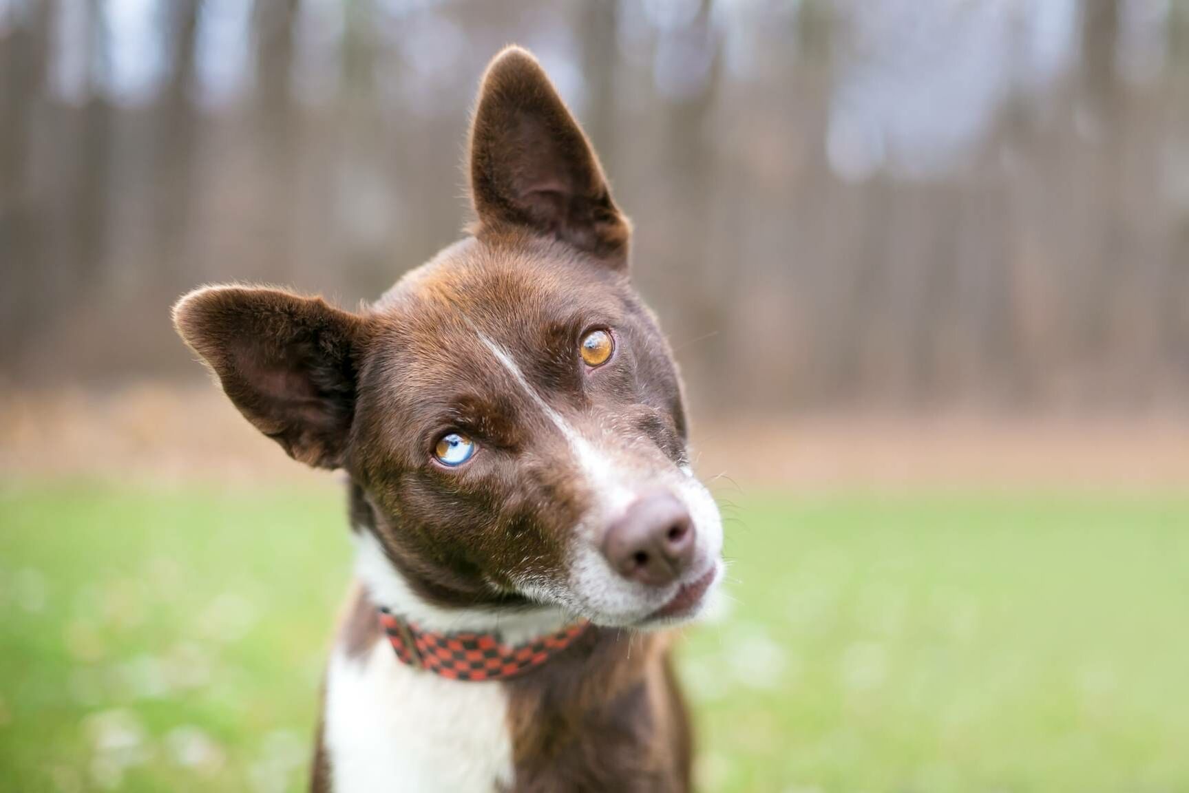 Das Hundegehör und wie Sie die Hundeohren pflegen