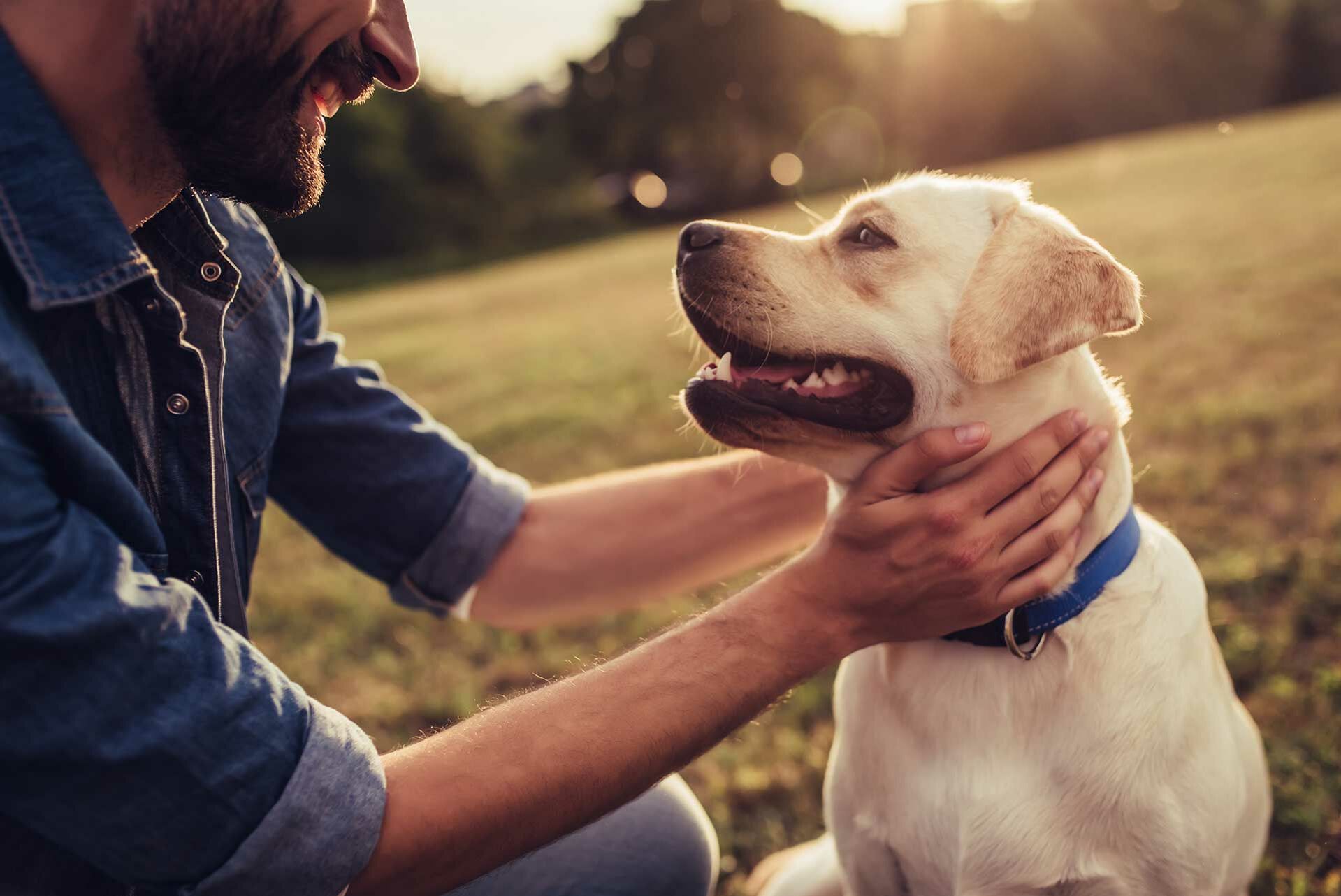 Hunde für Anfänger