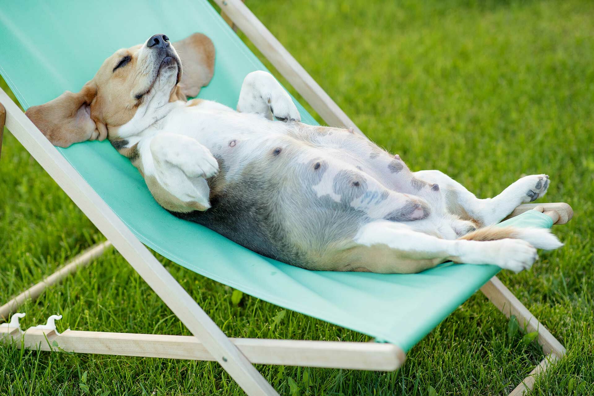 Trächtigkeit beim Hund