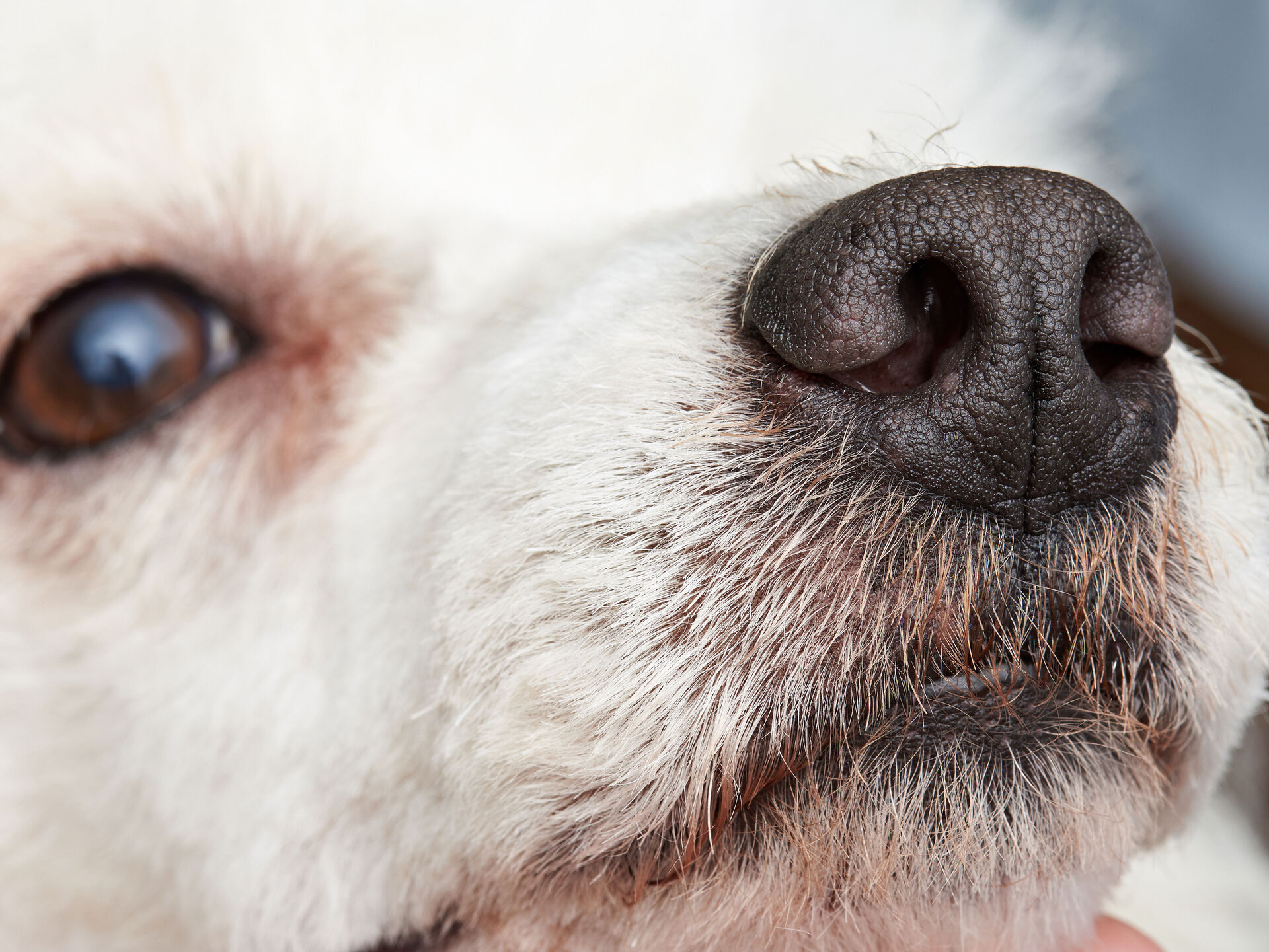 Die Hundenase – das Hochleistungsorgan unserer Hunde