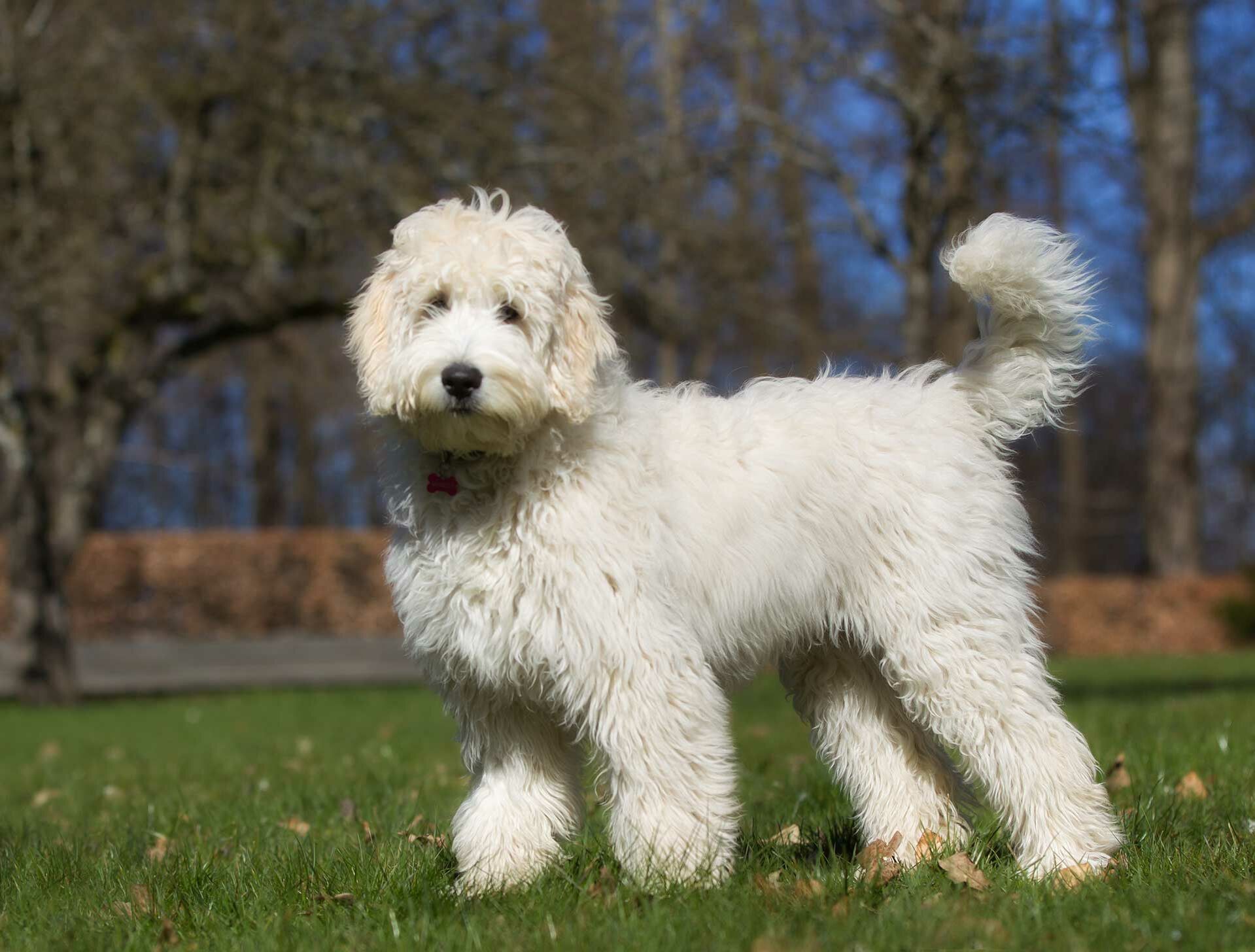 Ein Labradoodle-Mischlingshund schaut neugierig in die Kamera.