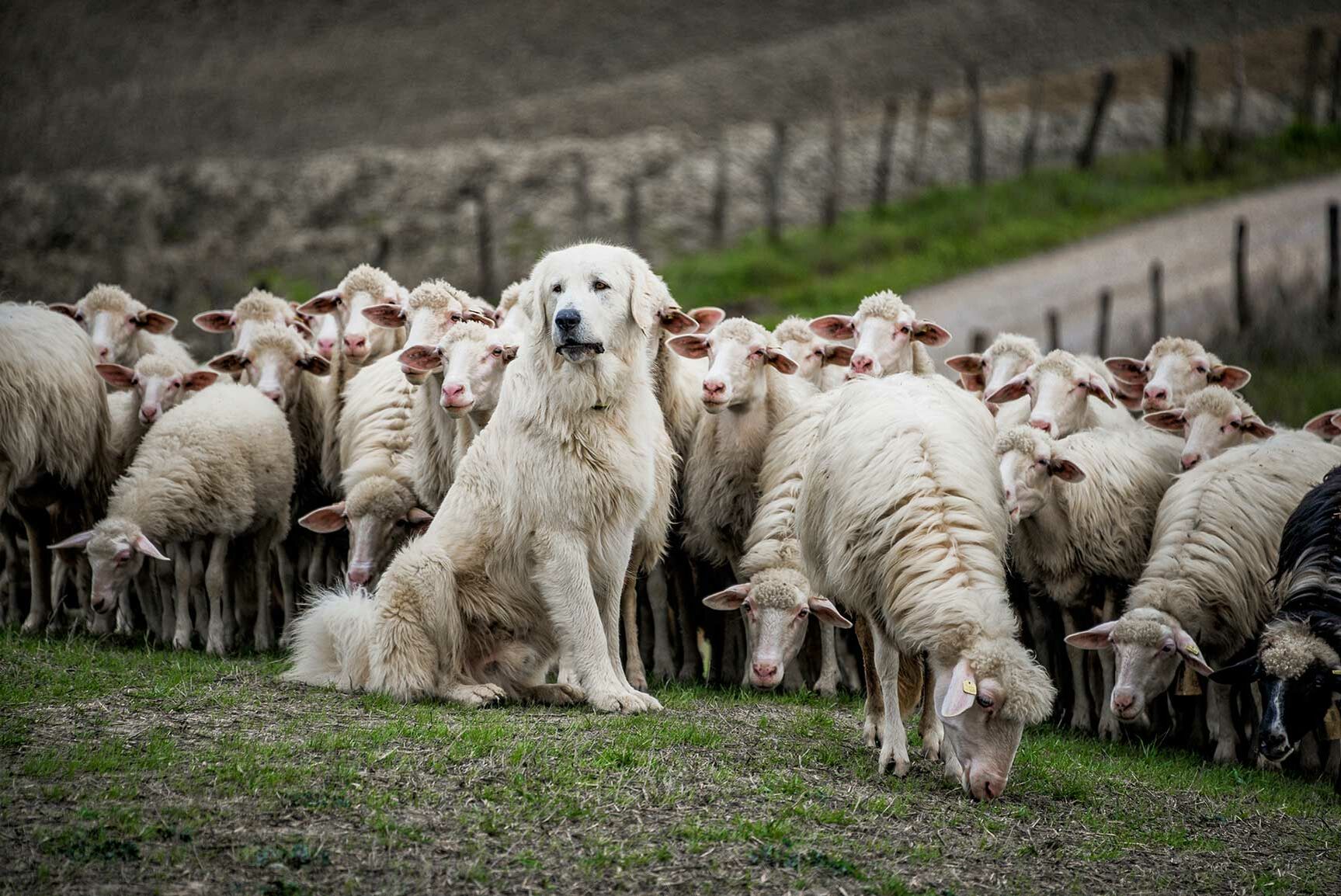 Ein Hütehund hütet eine Schafherde