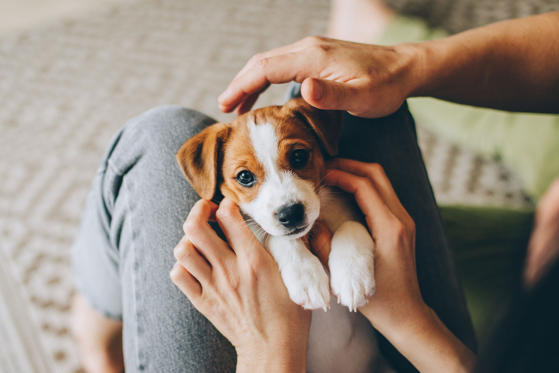 Ein kleiner Beagle-Welpe liegt auf dem Schoß einer Frau und wird gestreichelt.