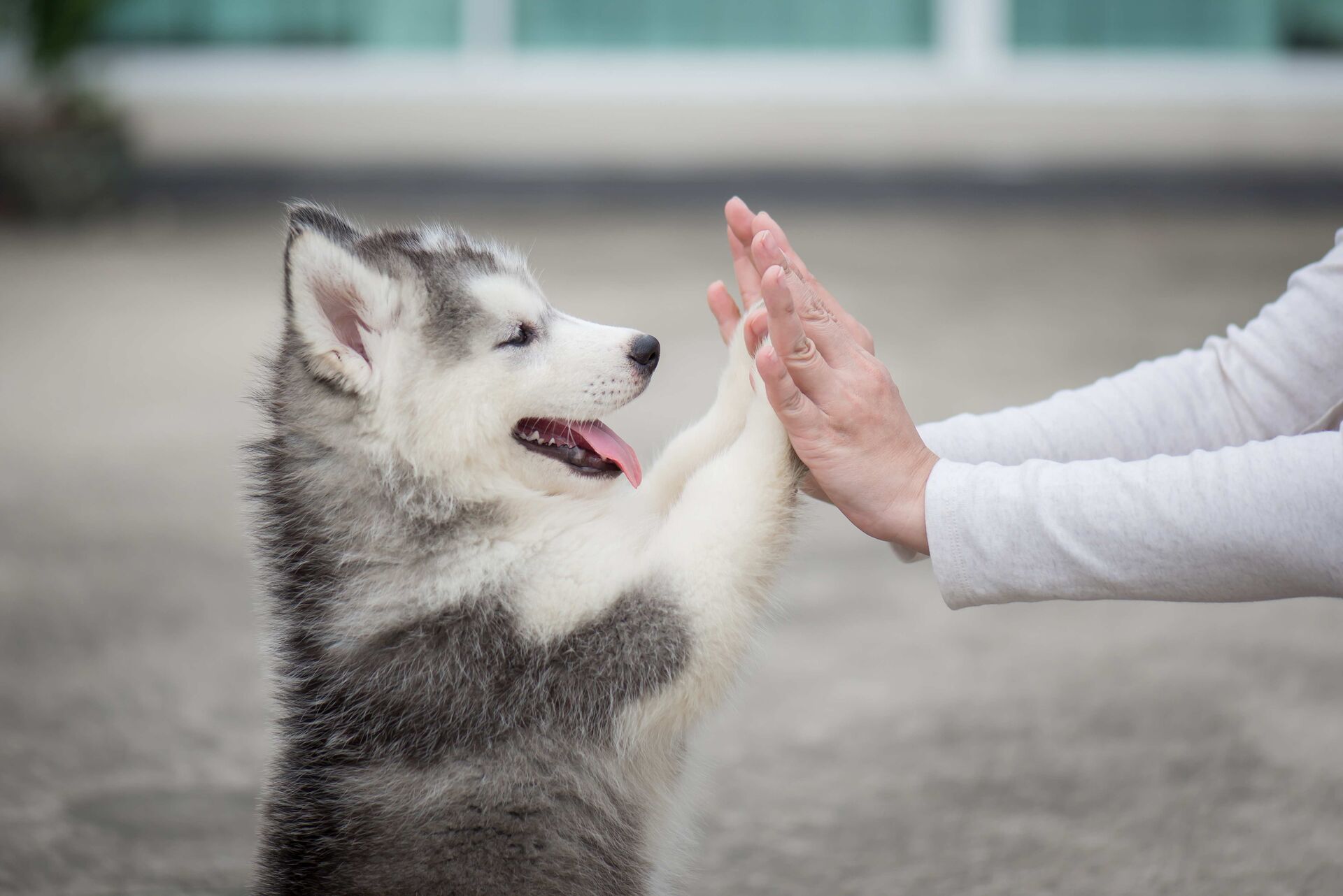 Ein Husky legt seine Pfoten gegen die Hände einer Frau.