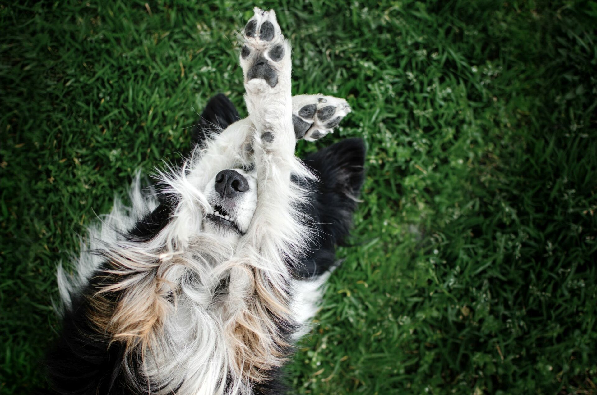 Ein mittelgroßer, schwarz-weißer Hund liegt mit dem Rücken auf der Wiese und hält sich beide Vorderbeine vors Gesicht.