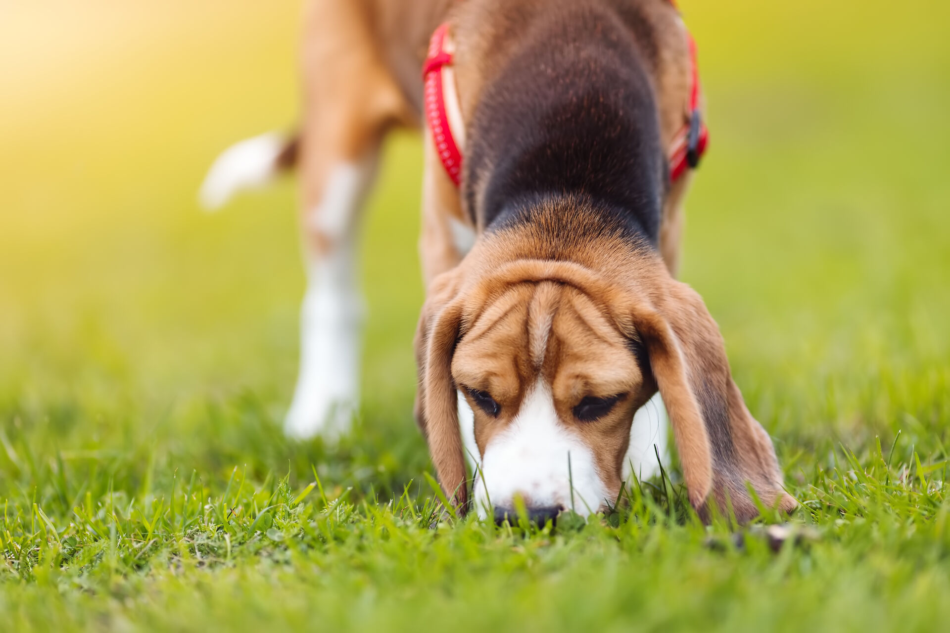 Ein Beagle schnuppert auf einer Wiese nach einer Fährte.