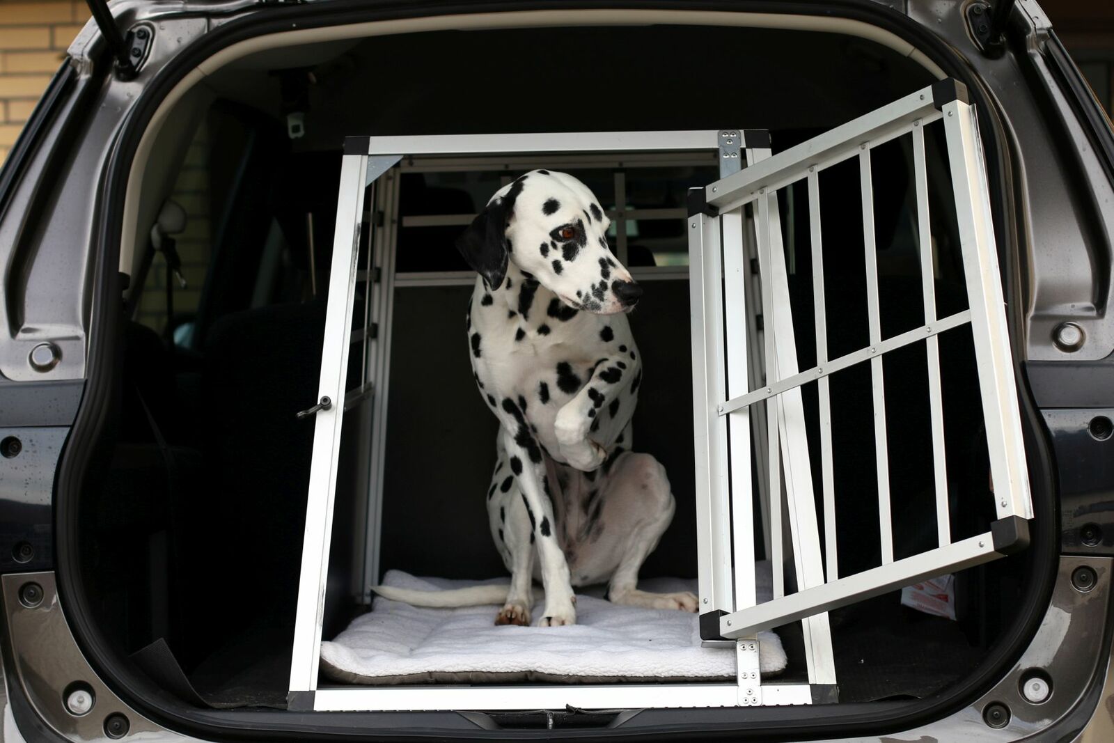Ein Dalmatiner steht in einer Transportbox mit geöffneter Tür im Kofferraum eines Autos.