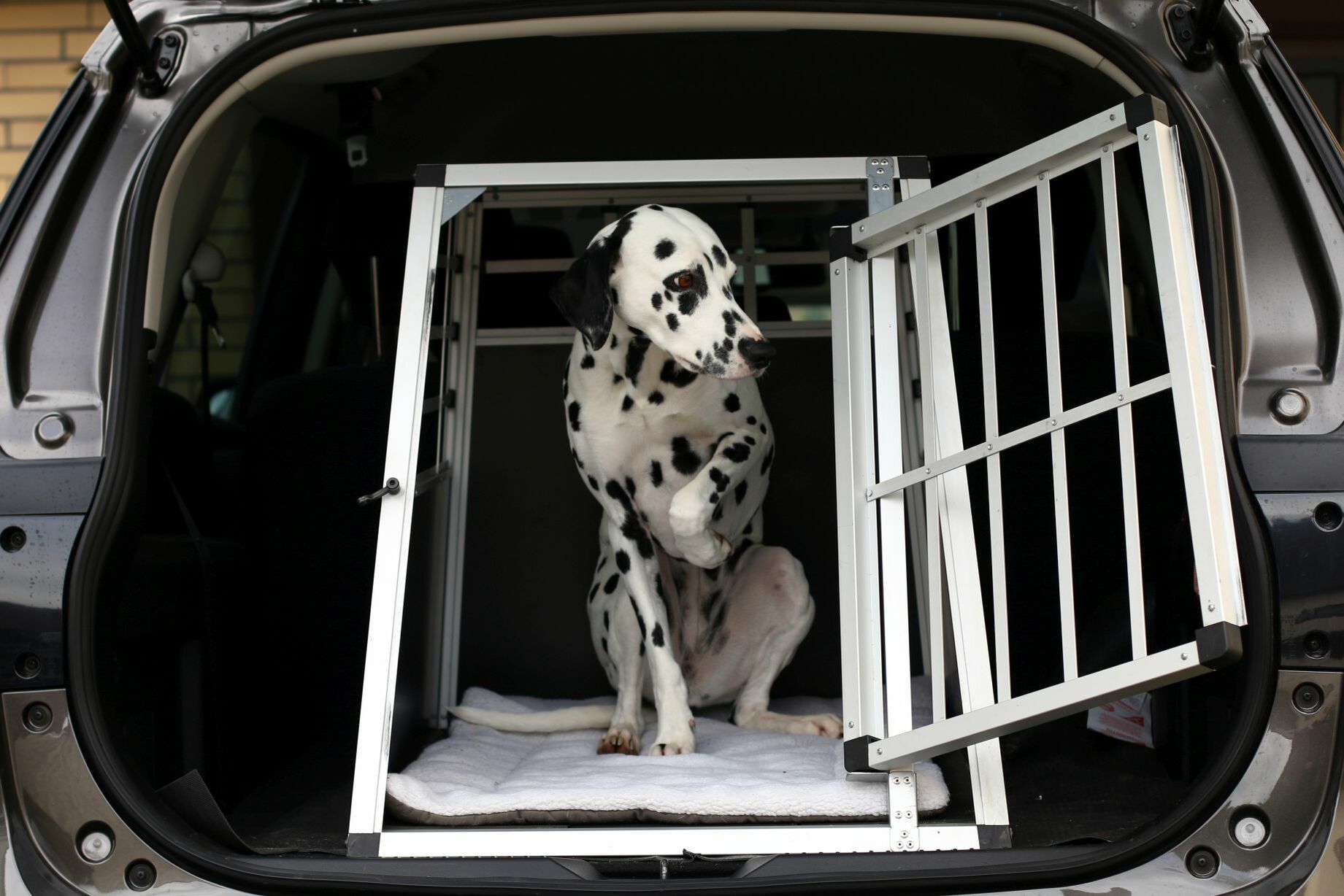 Ein Dalmatiner steht in einer Transportbox mit geöffneter Tür im Kofferraum eines Autos.